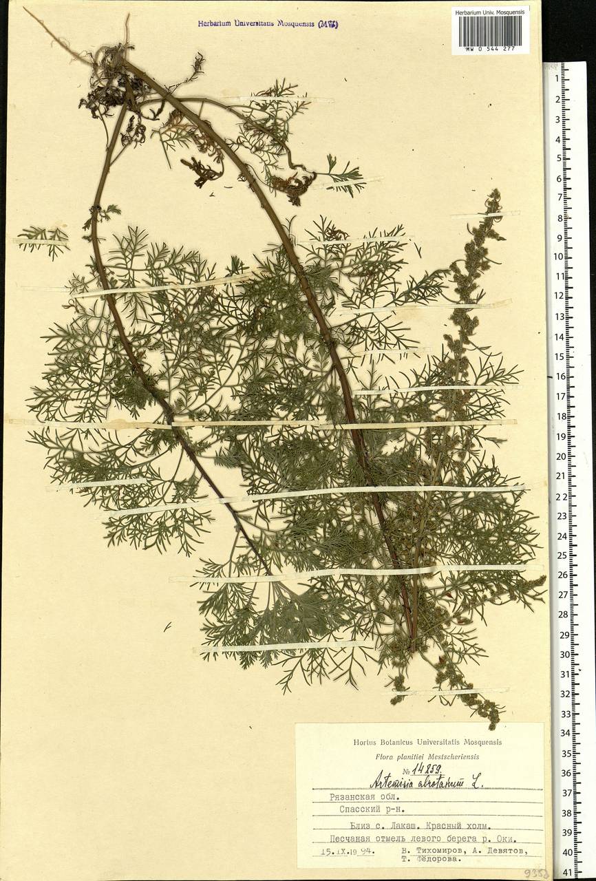 Artemisia abrotanum L., Eastern Europe, Central region (E4) (Russia)