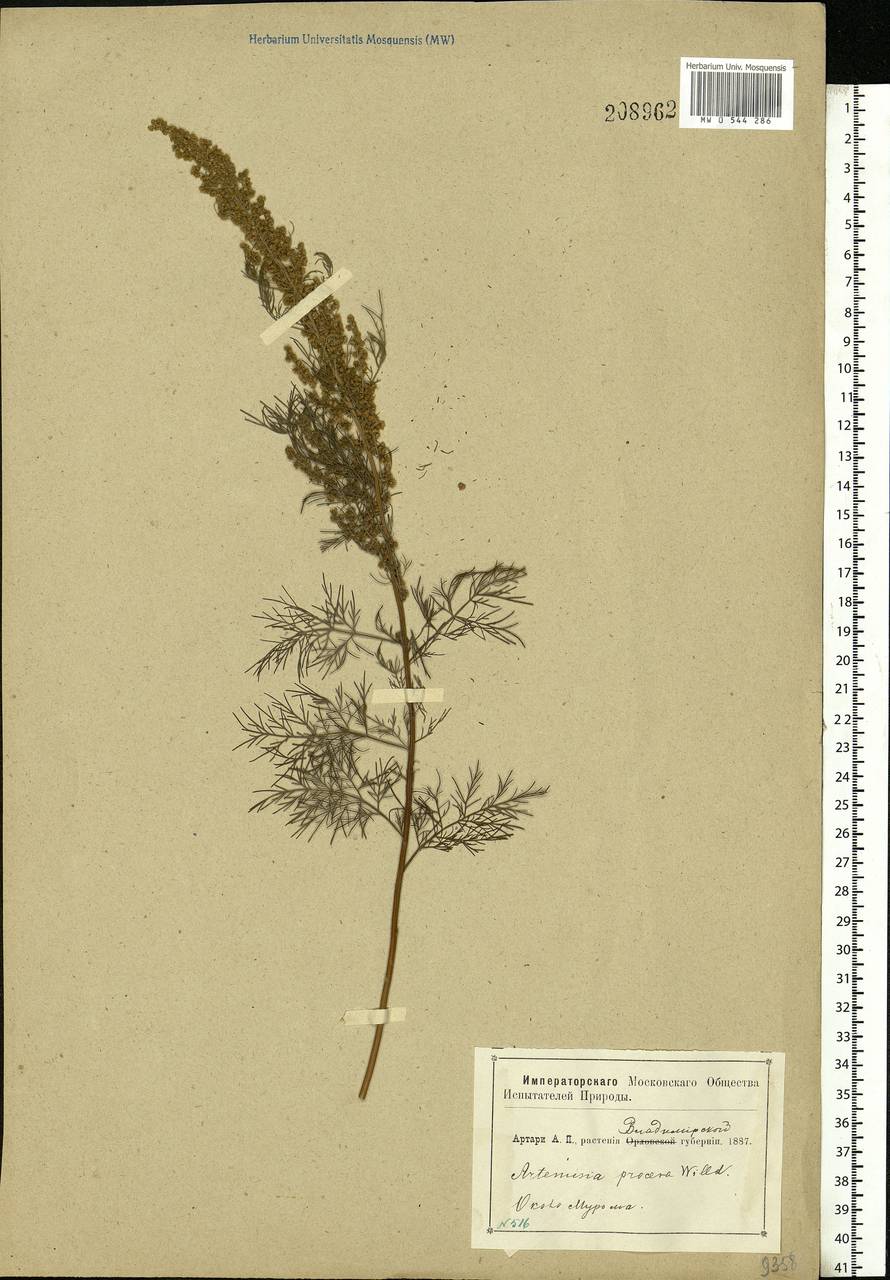 Artemisia abrotanum L., Eastern Europe, Central region (E4) (Russia)