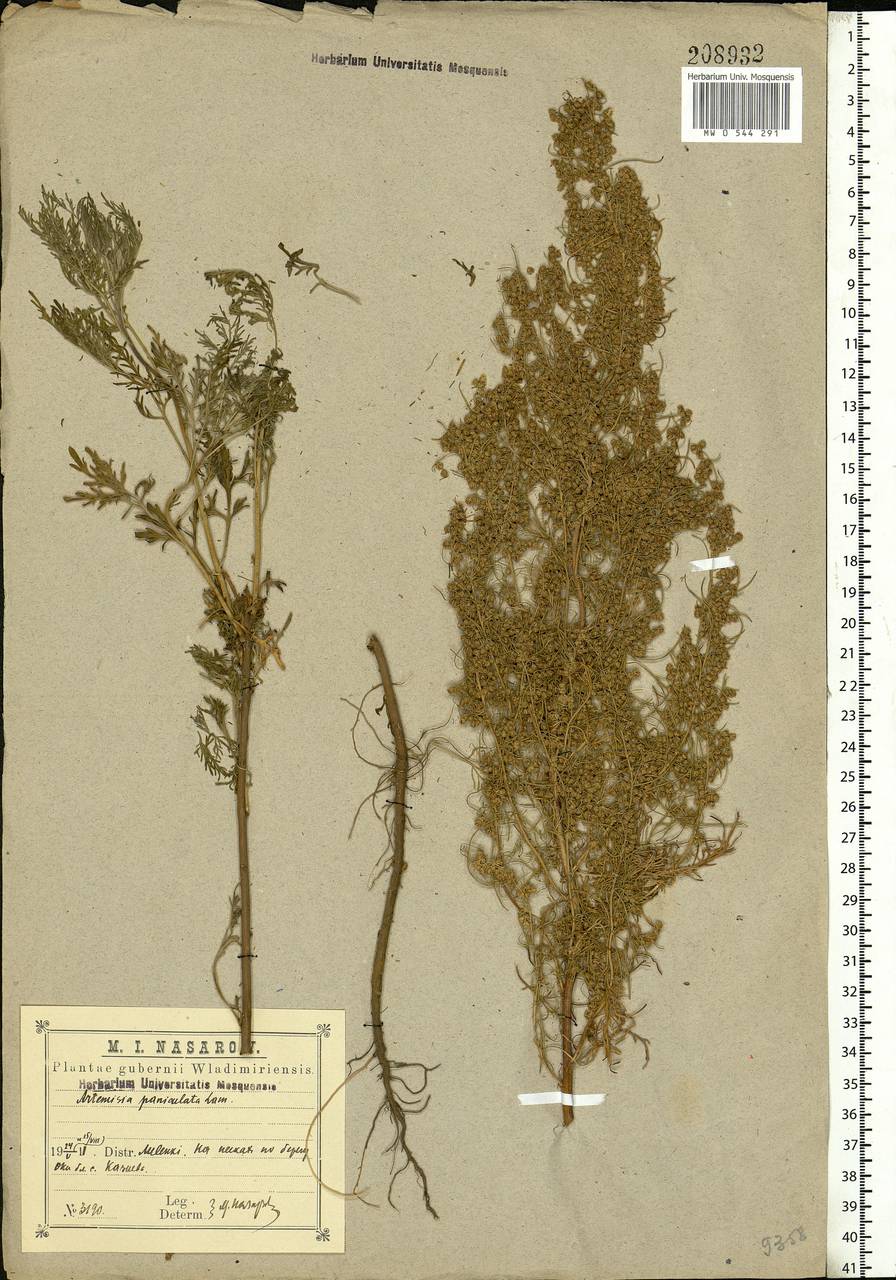 Artemisia abrotanum L., Eastern Europe, Central region (E4) (Russia)