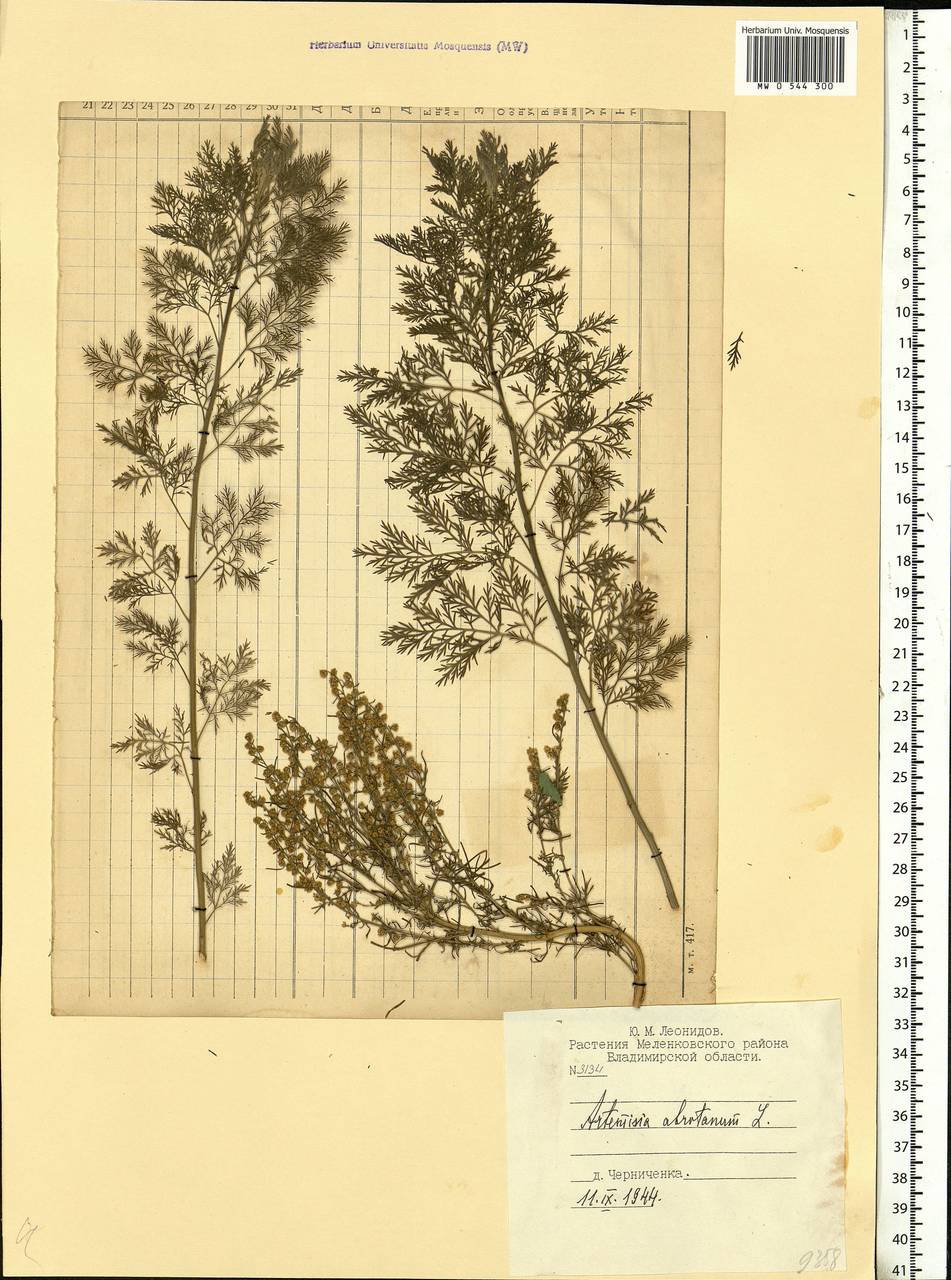 Artemisia abrotanum L., Eastern Europe, Central region (E4) (Russia)