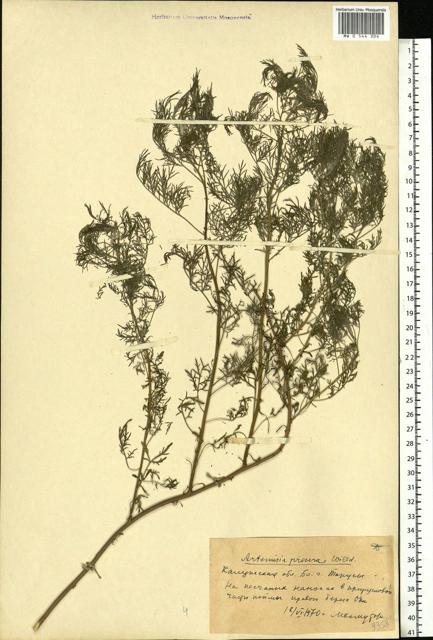 Artemisia abrotanum L., Eastern Europe, Central region (E4) (Russia)