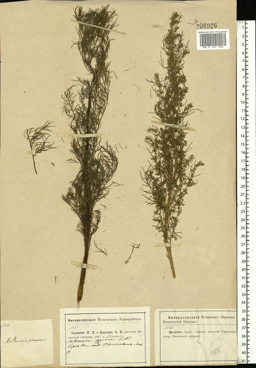 Artemisia abrotanum L., Eastern Europe, Central region (E4) (Russia)