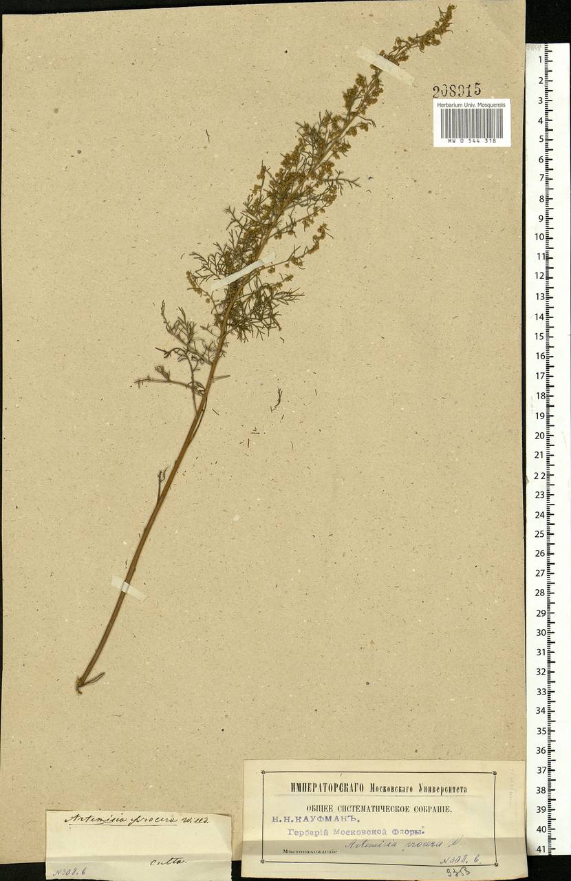 Artemisia abrotanum L., Eastern Europe, Moscow region (E4a) (Russia)