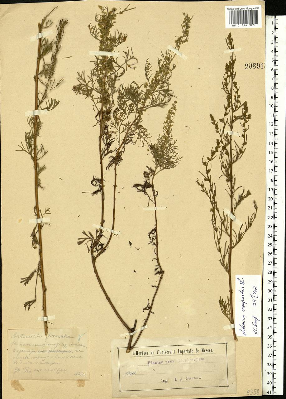 Artemisia abrotanum L., Eastern Europe, Moscow region (E4a) (Russia)