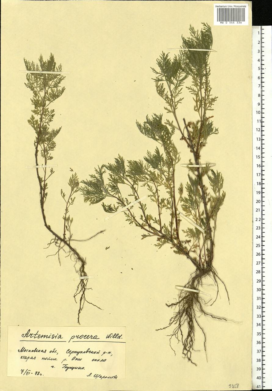 Artemisia abrotanum l.