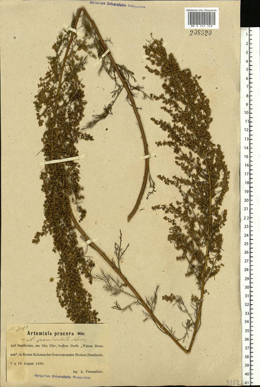 Artemisia abrotanum L., Eastern Europe, Moscow region (E4a) (Russia)