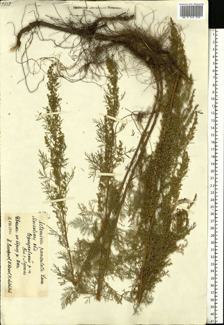 Artemisia abrotanum L., Eastern Europe, Moscow region (E4a) (Russia)