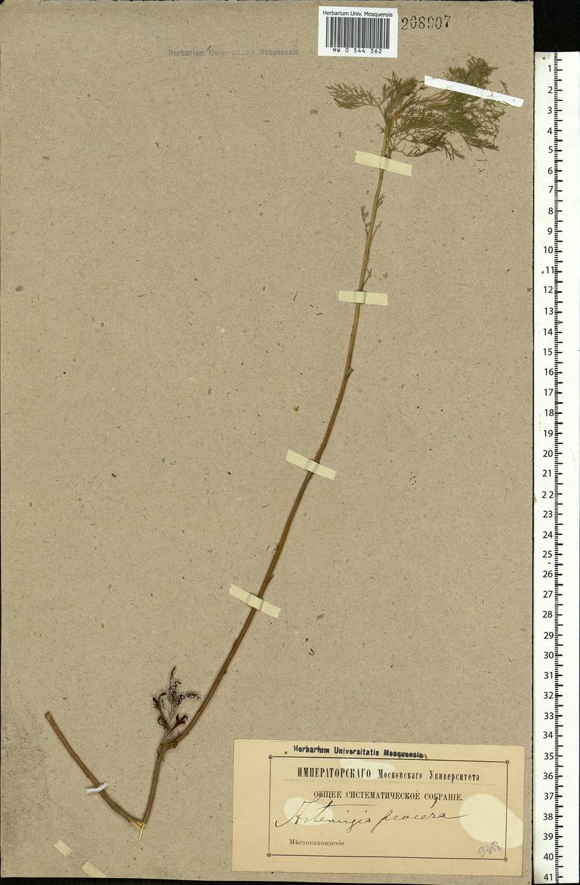 Artemisia abrotanum L., Eastern Europe, Moscow region (E4a) (Russia)