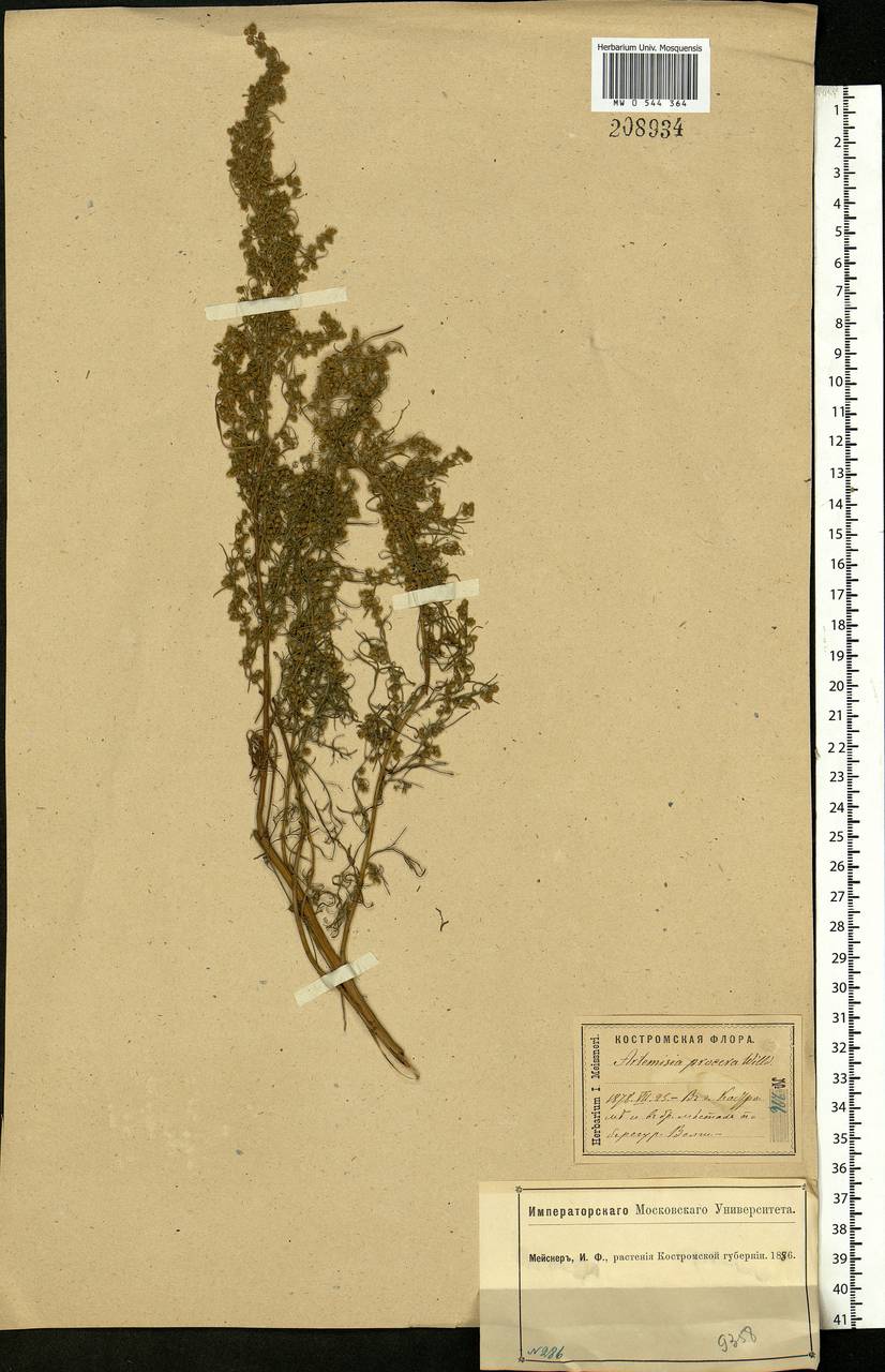 Artemisia abrotanum L., Eastern Europe, Central forest region (E5) (Russia)