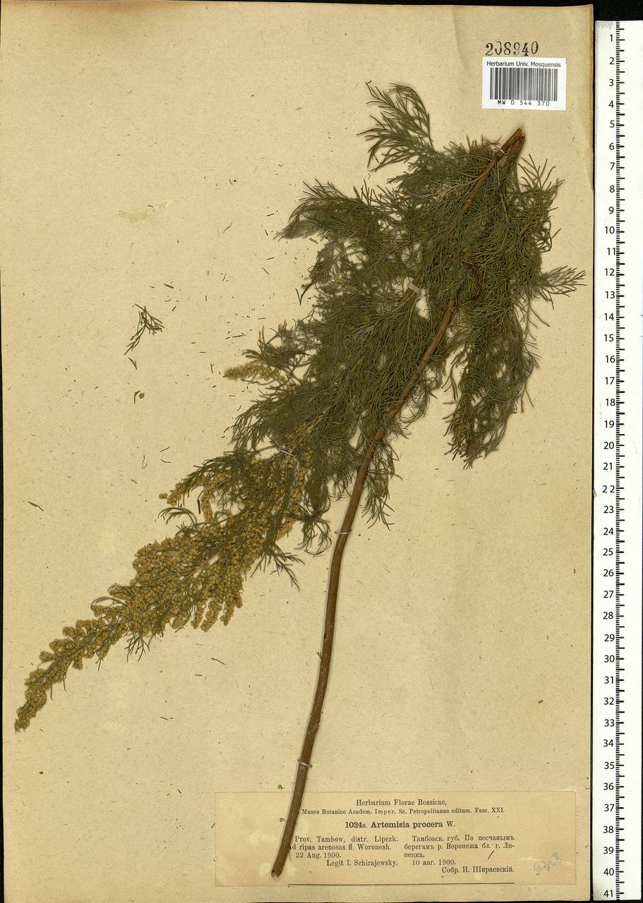 Artemisia abrotanum L., Eastern Europe, Central forest-and-steppe region (E6) (Russia)