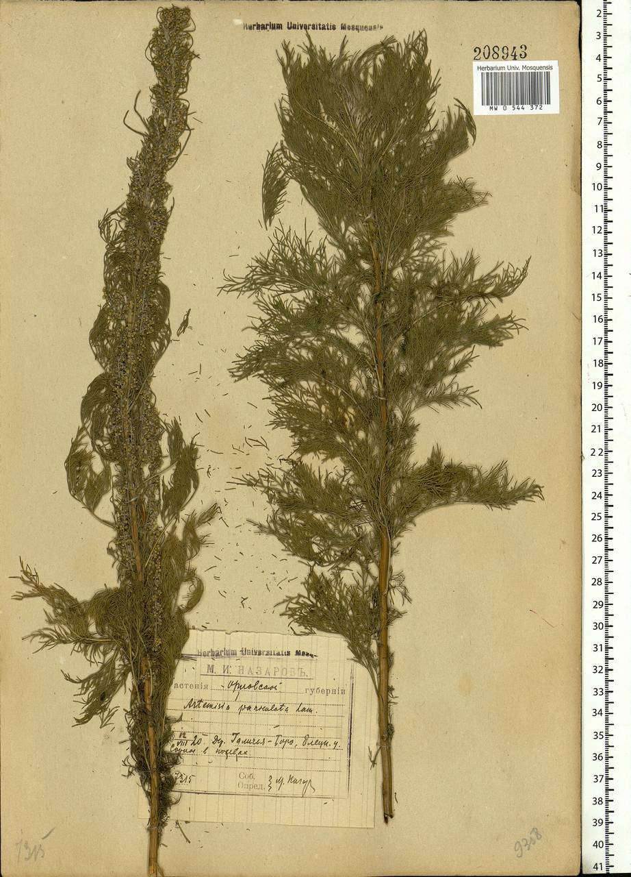 Artemisia abrotanum L., Eastern Europe, Central forest-and-steppe region (E6) (Russia)