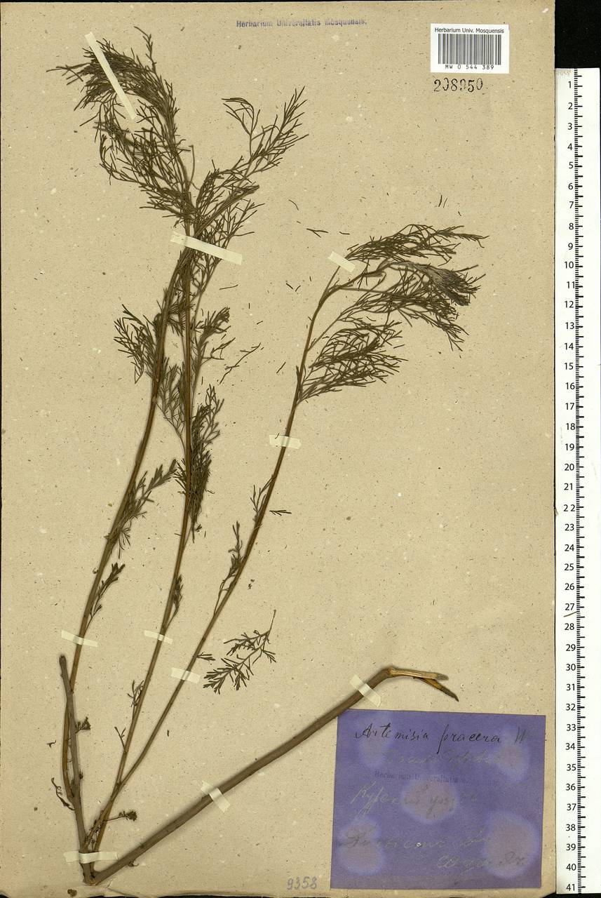 Artemisia abrotanum L., Eastern Europe, Central forest-and-steppe region (E6) (Russia)