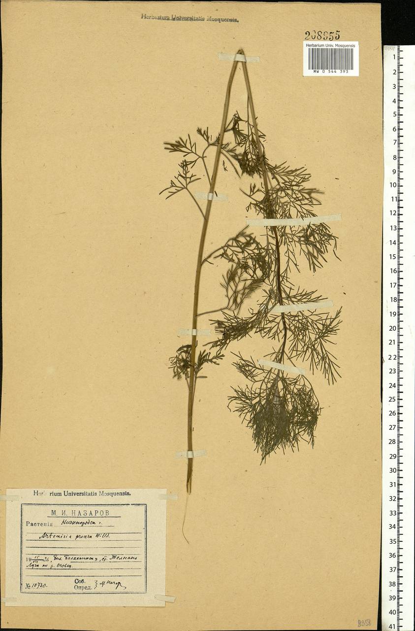 Artemisia abrotanum L., Eastern Europe, Volga-Kama region (E7) (Russia)