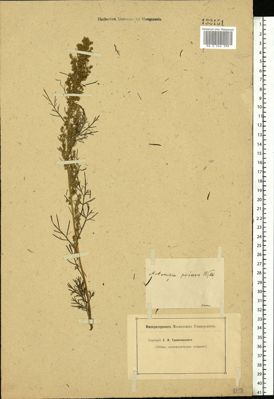 Artemisia abrotanum L., Eastern Europe, Middle Volga region (E8) (Russia)