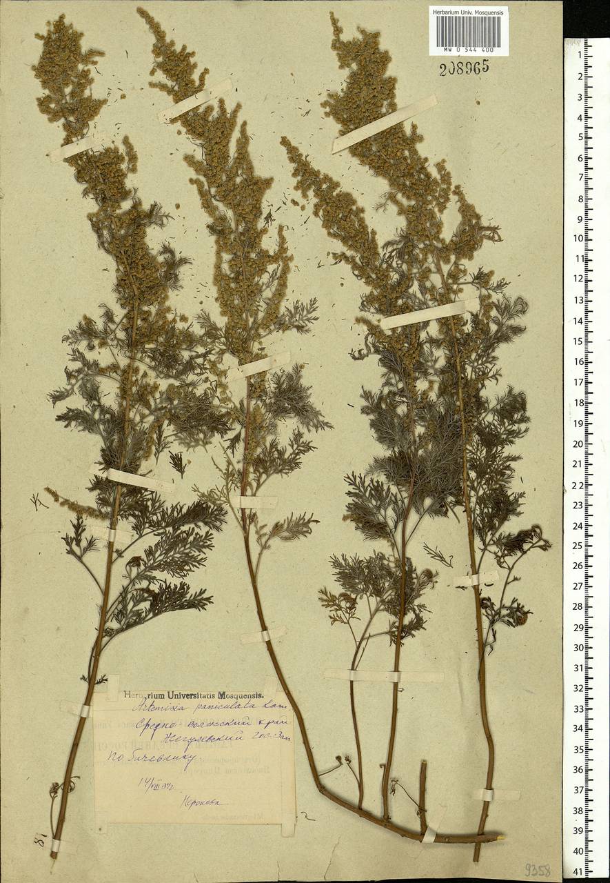 Artemisia abrotanum L., Eastern Europe, Middle Volga region (E8) (Russia)