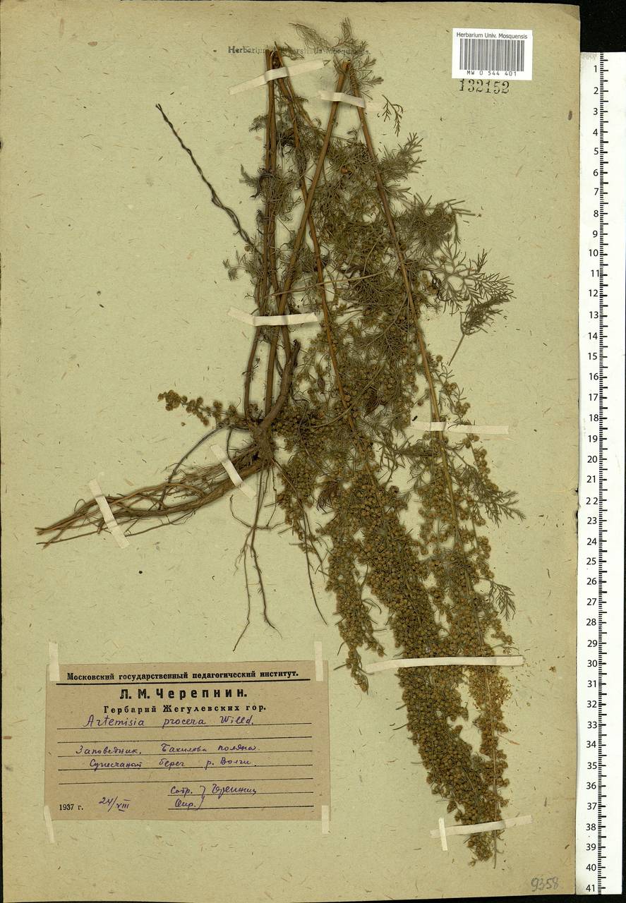 Artemisia abrotanum L., Eastern Europe, Middle Volga region (E8) (Russia)