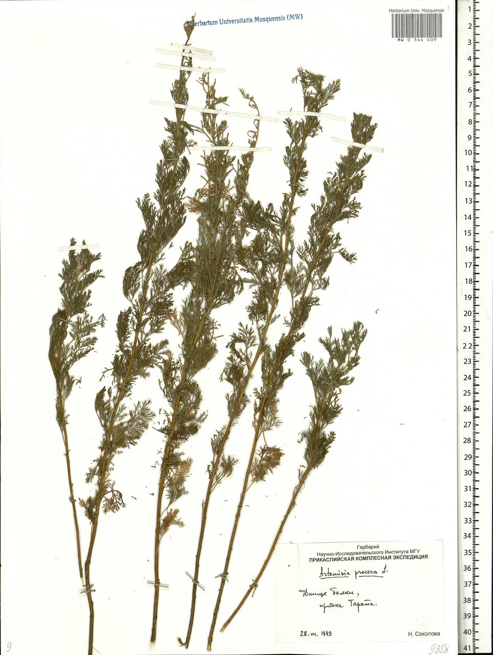 Artemisia abrotanum L., Eastern Europe, Lower Volga region (E9) (Russia)