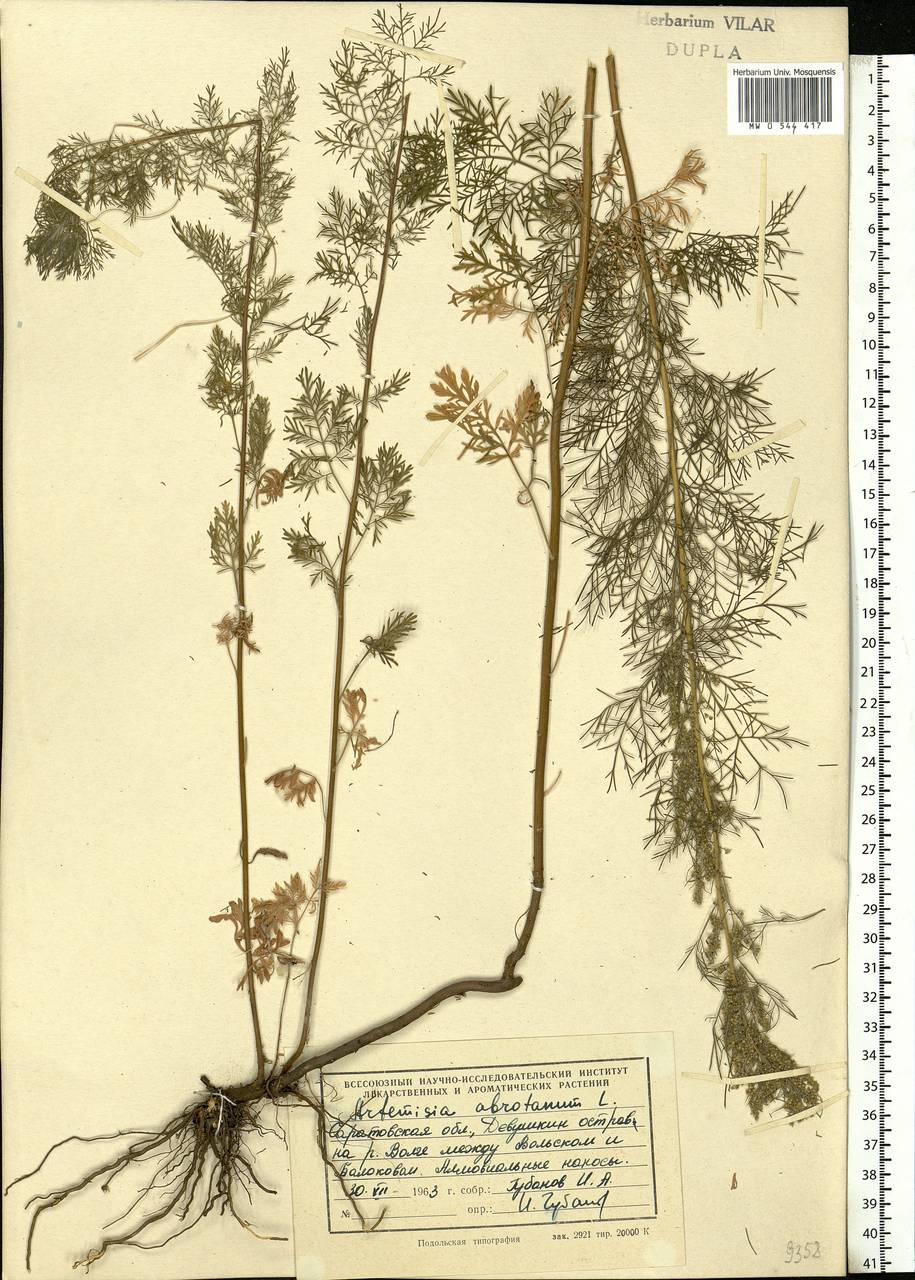 Artemisia abrotanum L., Eastern Europe, Lower Volga region (E9) (Russia)