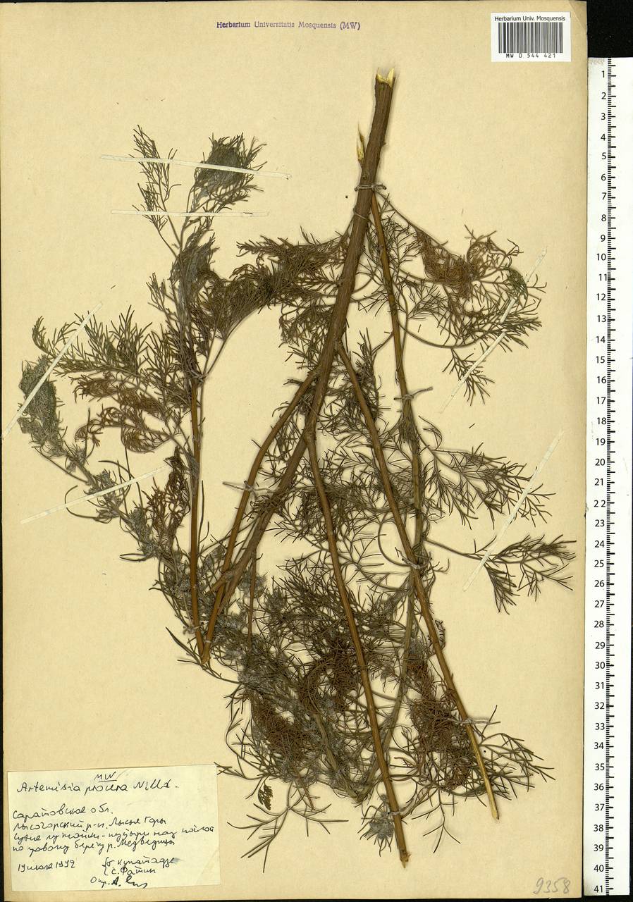 Artemisia abrotanum L., Eastern Europe, Lower Volga region (E9) (Russia)