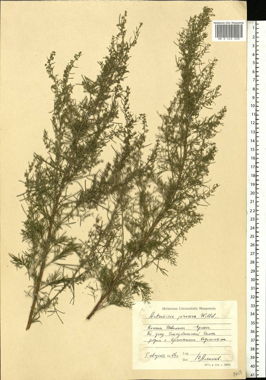 Artemisia abrotanum L., Eastern Europe, Lower Volga region (E9) (Russia)