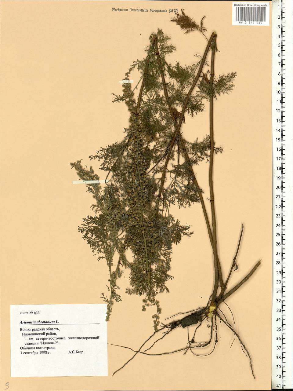 Artemisia abrotanum L., Eastern Europe, Lower Volga region (E9) (Russia)