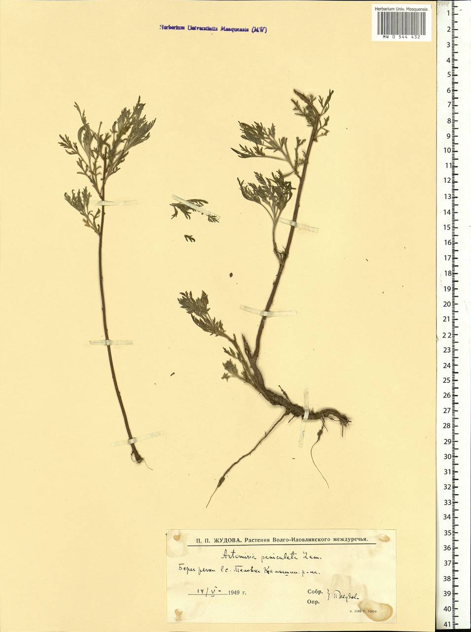 Artemisia abrotanum L., Eastern Europe, Lower Volga region (E9) (Russia)