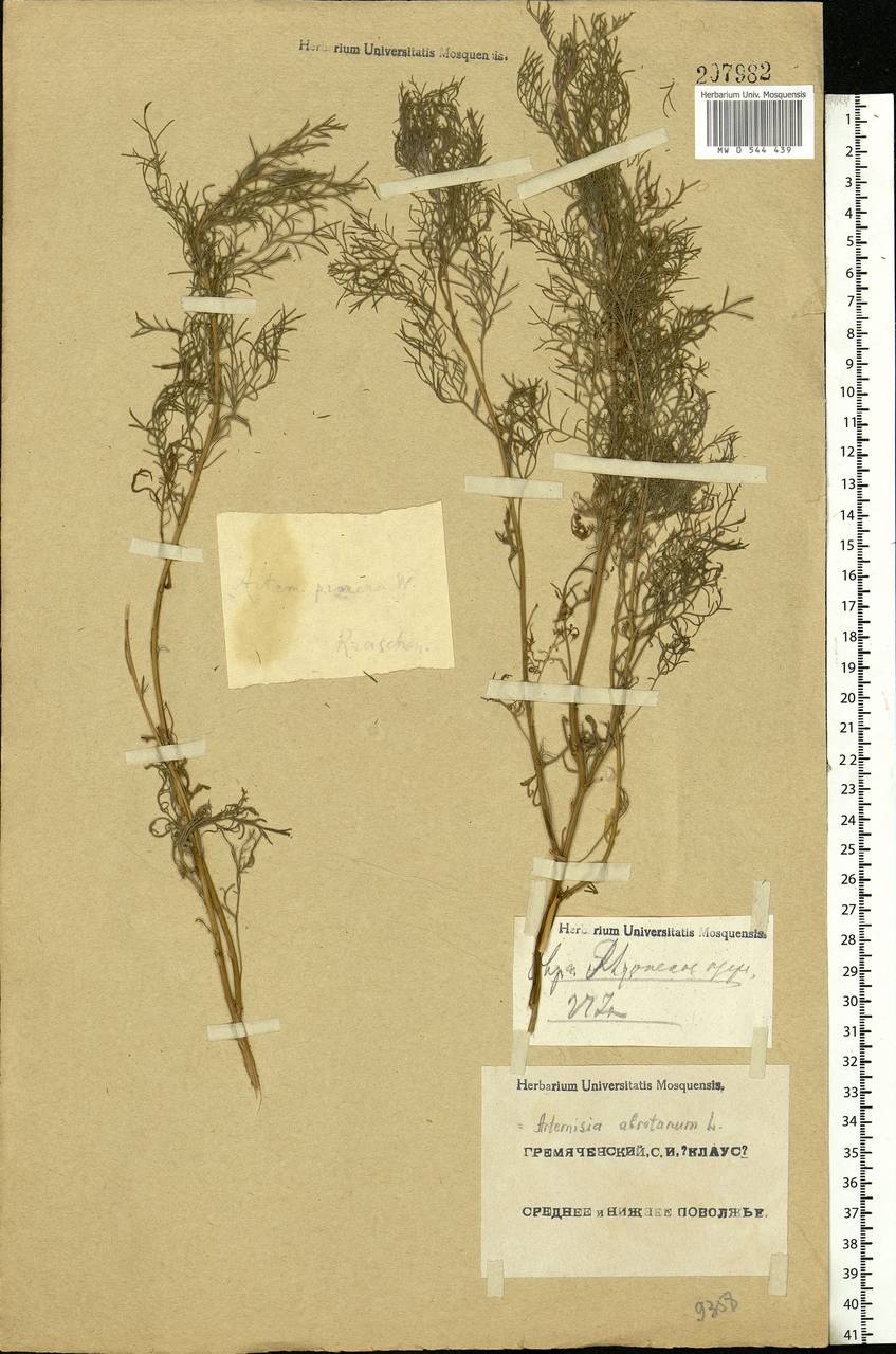 Artemisia abrotanum L., Eastern Europe, Lower Volga region (E9) (Russia)