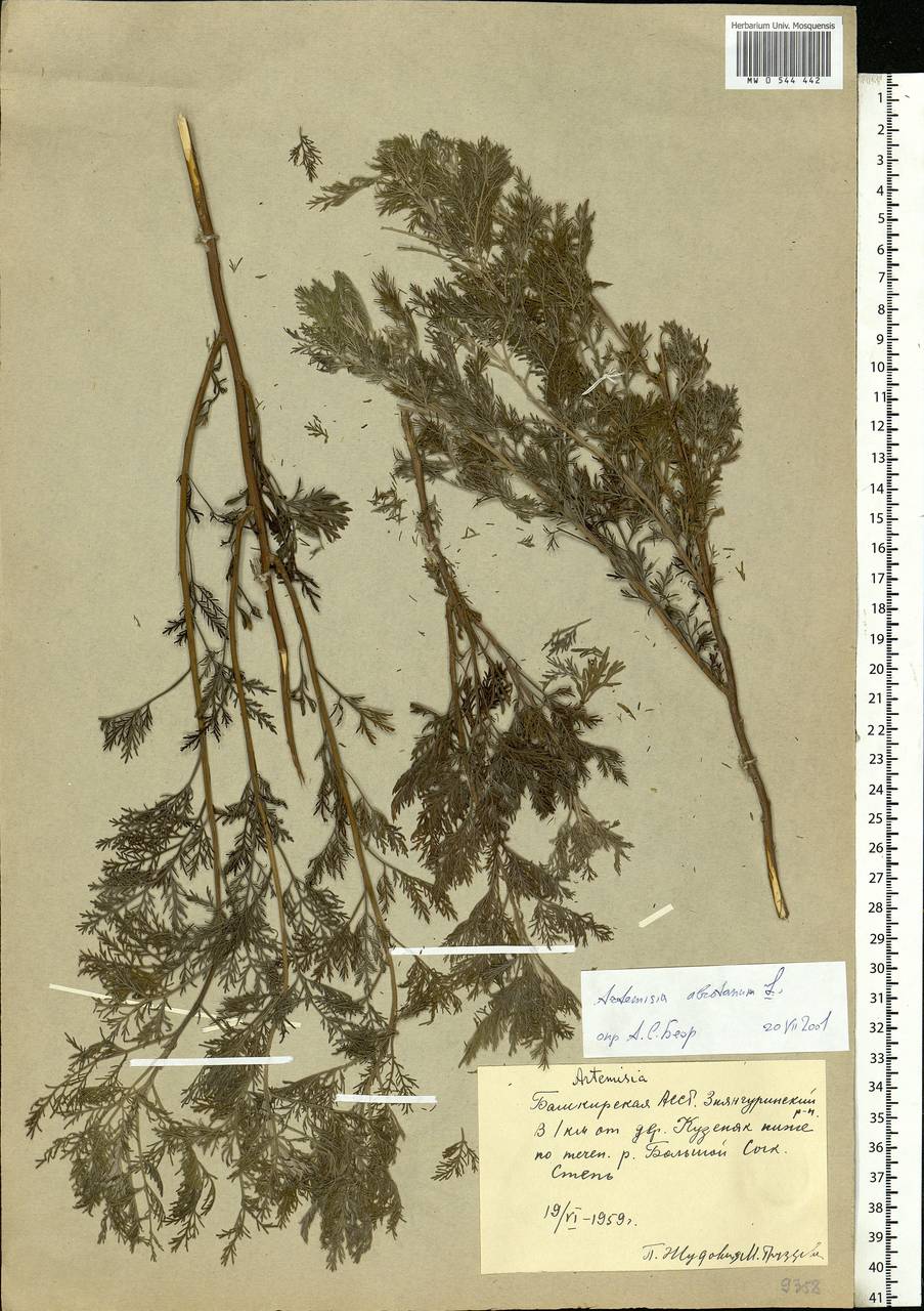 Artemisia abrotanum L., Eastern Europe, Eastern region (E10) (Russia)