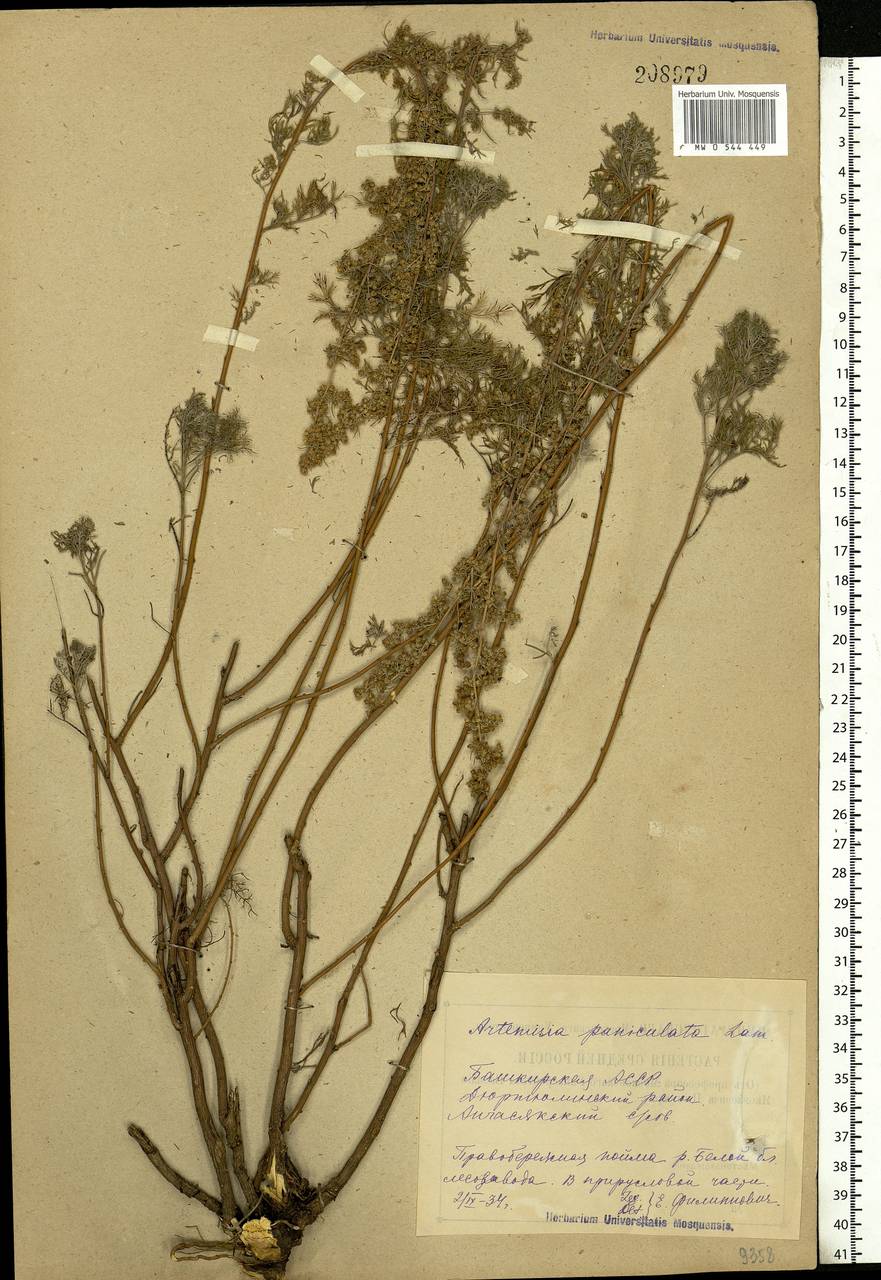 Artemisia abrotanum L., Eastern Europe, Eastern region (E10) (Russia)