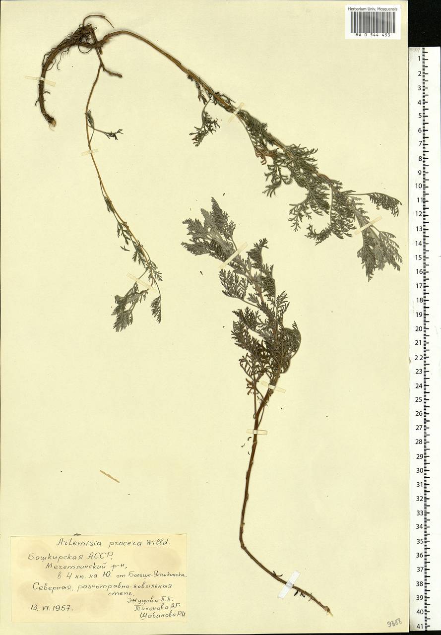 Artemisia abrotanum L., Eastern Europe, Eastern region (E10) (Russia)