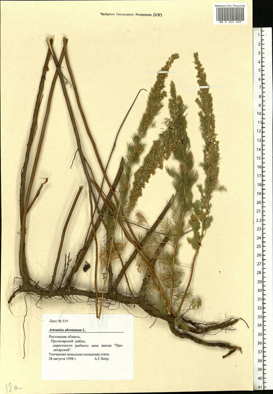 Artemisia abrotanum L., Eastern Europe, Rostov Oblast (E12a) (Russia)