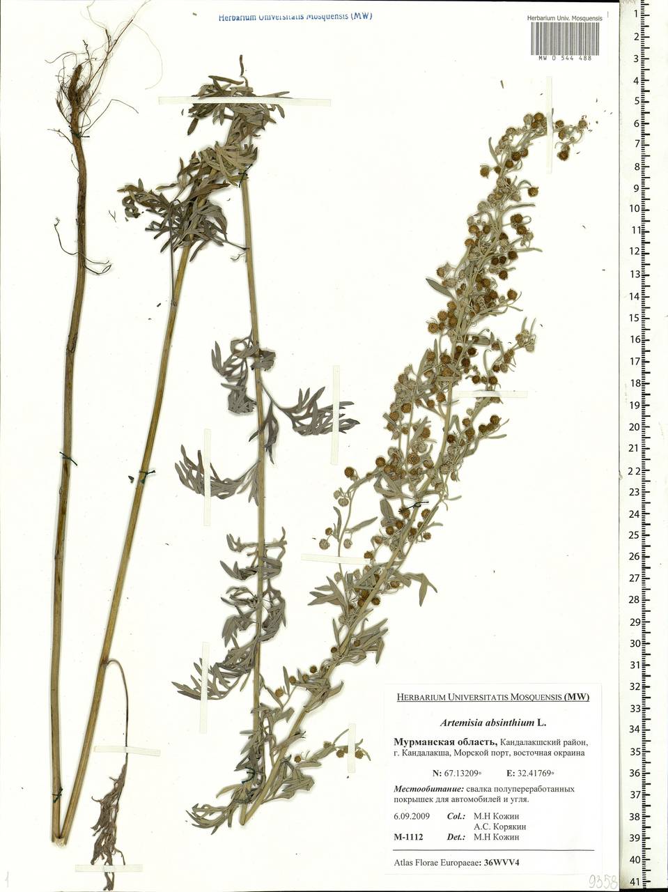 Artemisia absinthium L., Eastern Europe, Northern region (E1) (Russia)
