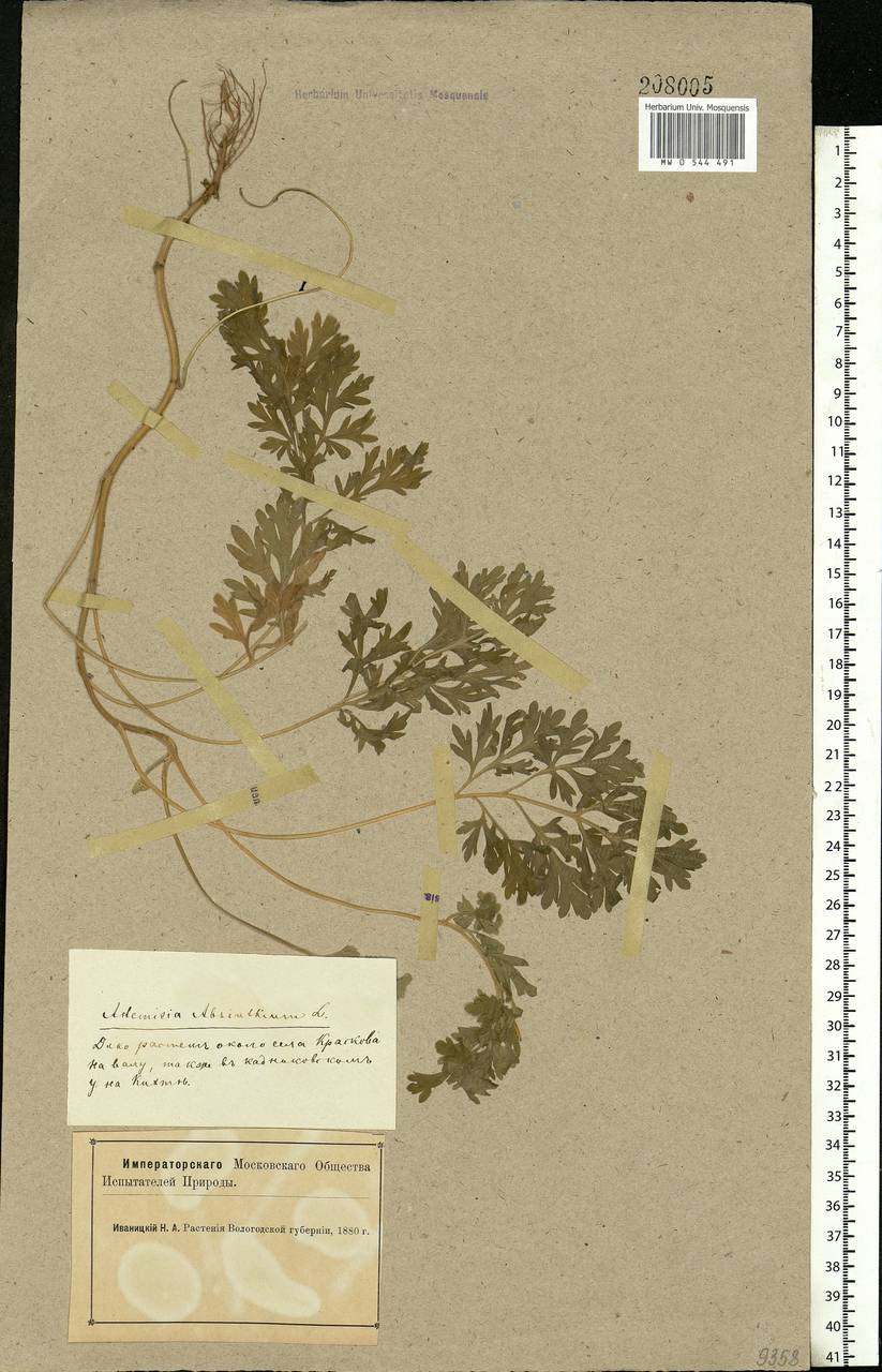 Artemisia absinthium L., Eastern Europe, Northern region (E1) (Russia)