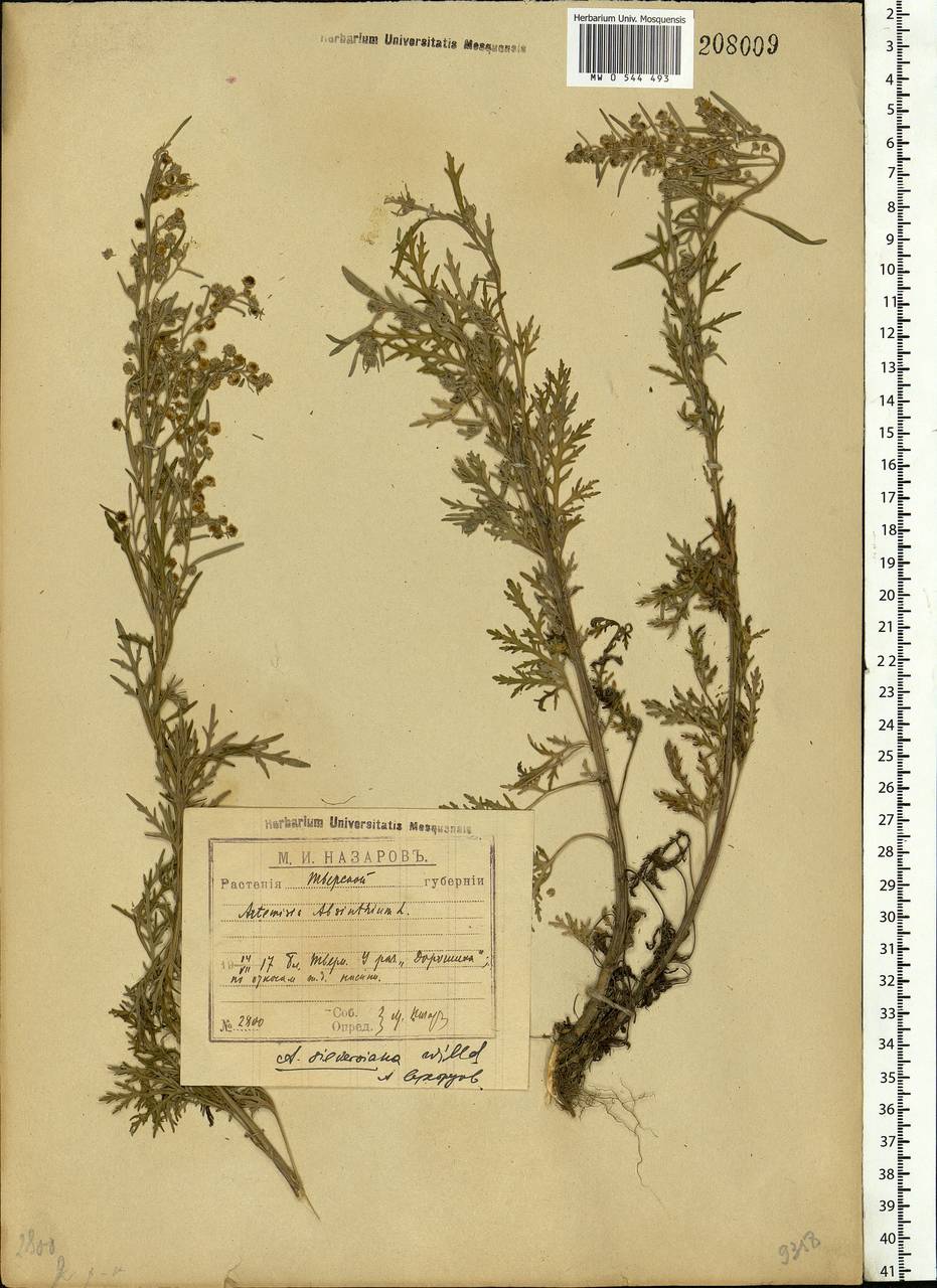 Artemisia sieversiana Ehrh. ex Willd., Eastern Europe, North-Western region (E2) (Russia)