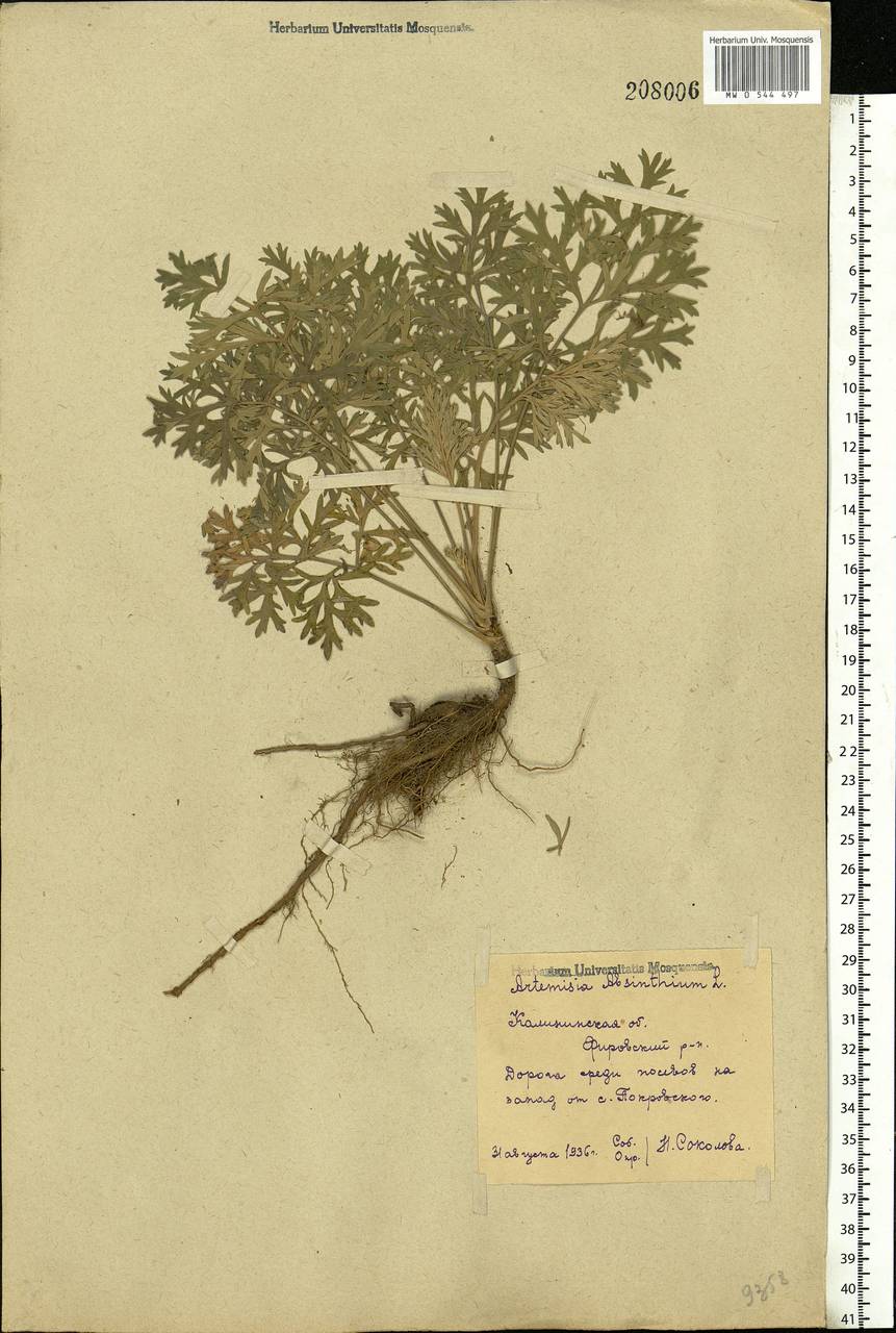 Artemisia absinthium L., Eastern Europe, North-Western region (E2) (Russia)