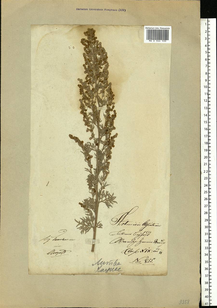 Artemisia absinthium L., Eastern Europe, Lithuania (E2a) (Lithuania)