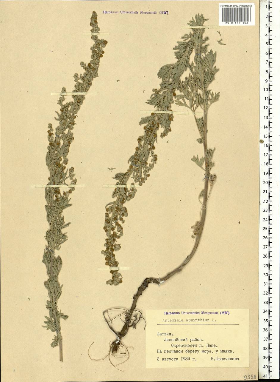 Artemisia absinthium L., Eastern Europe, Latvia (E2b) (Latvia)