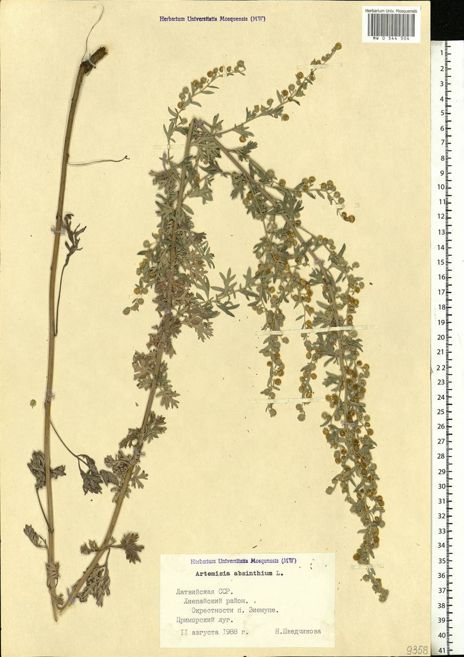 Artemisia absinthium L., Eastern Europe, Latvia (E2b) (Latvia)