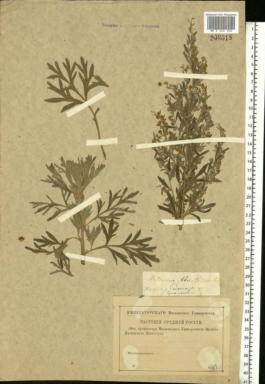 Artemisia absinthium L., Eastern Europe, Central region (E4) (Russia)