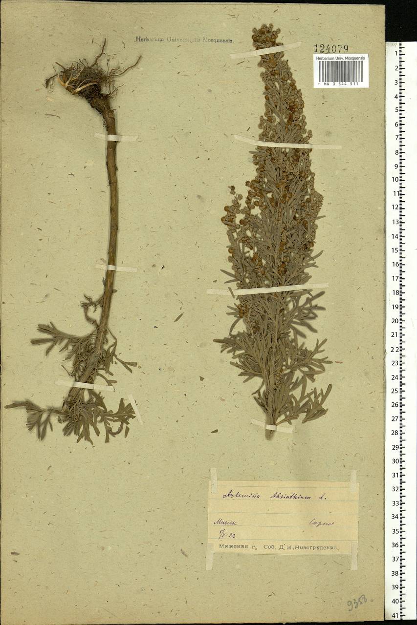 Artemisia absinthium L., Eastern Europe, Belarus (E3a) (Belarus)