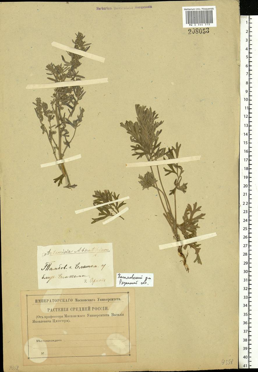 Artemisia absinthium L., Eastern Europe, Central region (E4) (Russia)