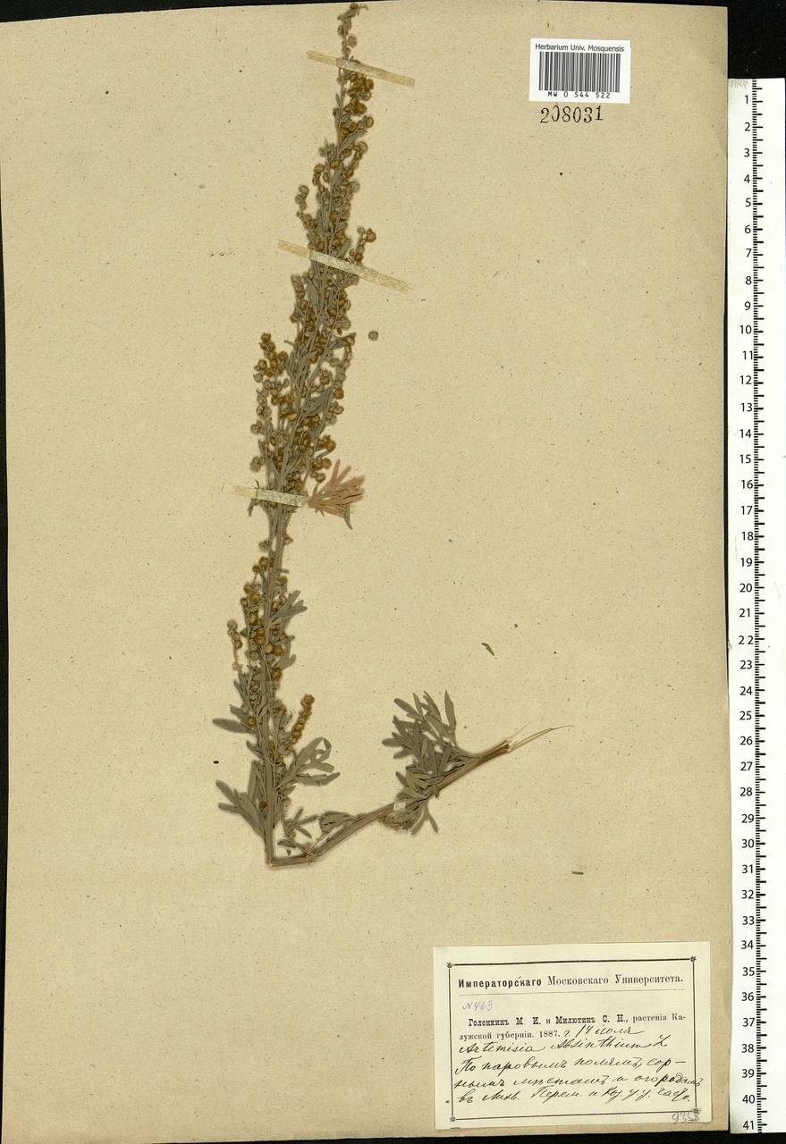 Artemisia absinthium L., Eastern Europe, Central region (E4) (Russia)