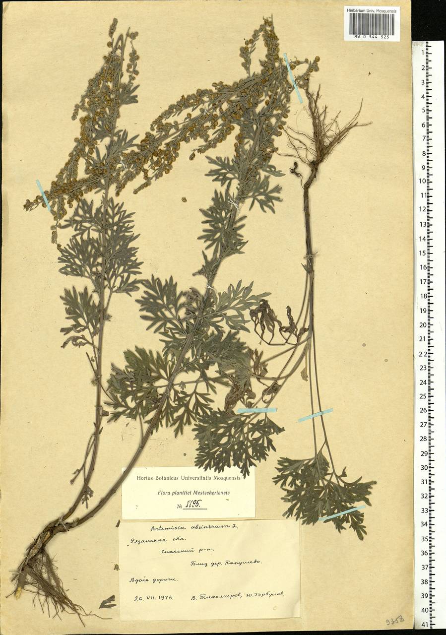 Artemisia absinthium L., Eastern Europe, Central region (E4) (Russia)