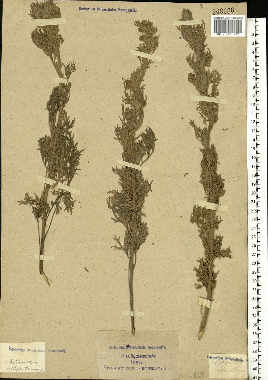 Artemisia absinthium L., Eastern Europe, Central region (E4) (Russia)