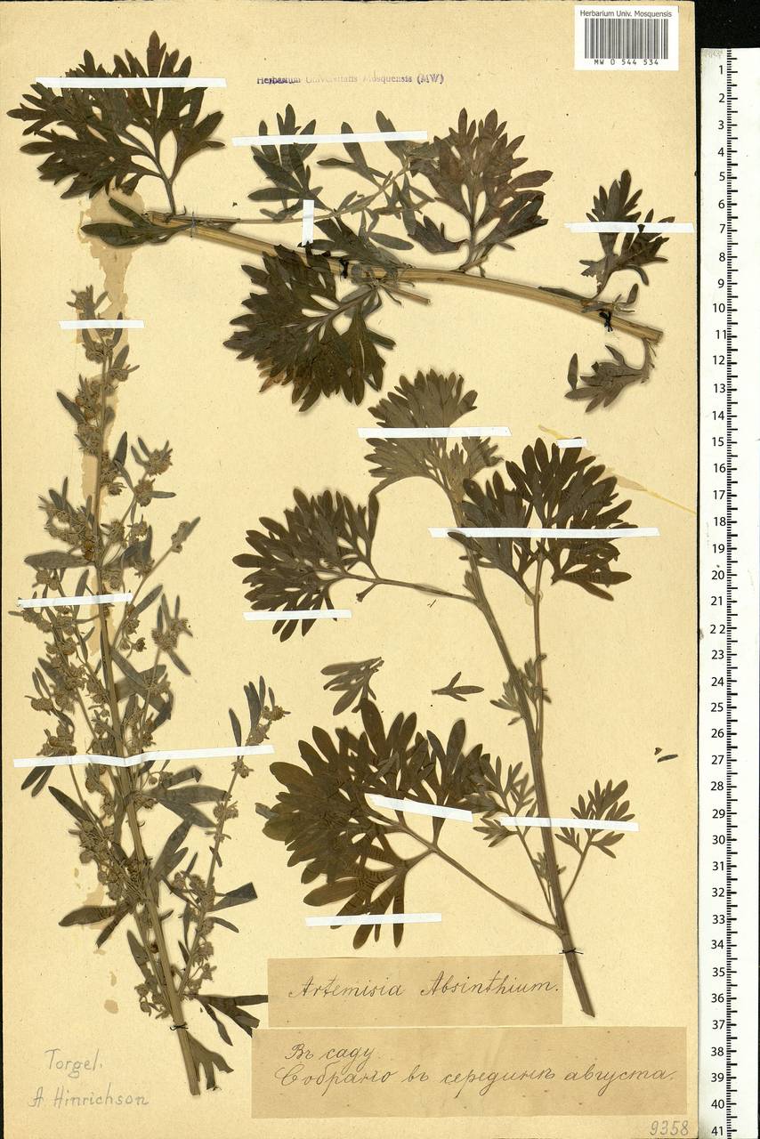 Artemisia absinthium L., Eastern Europe, Estonia (E2c) (Estonia)