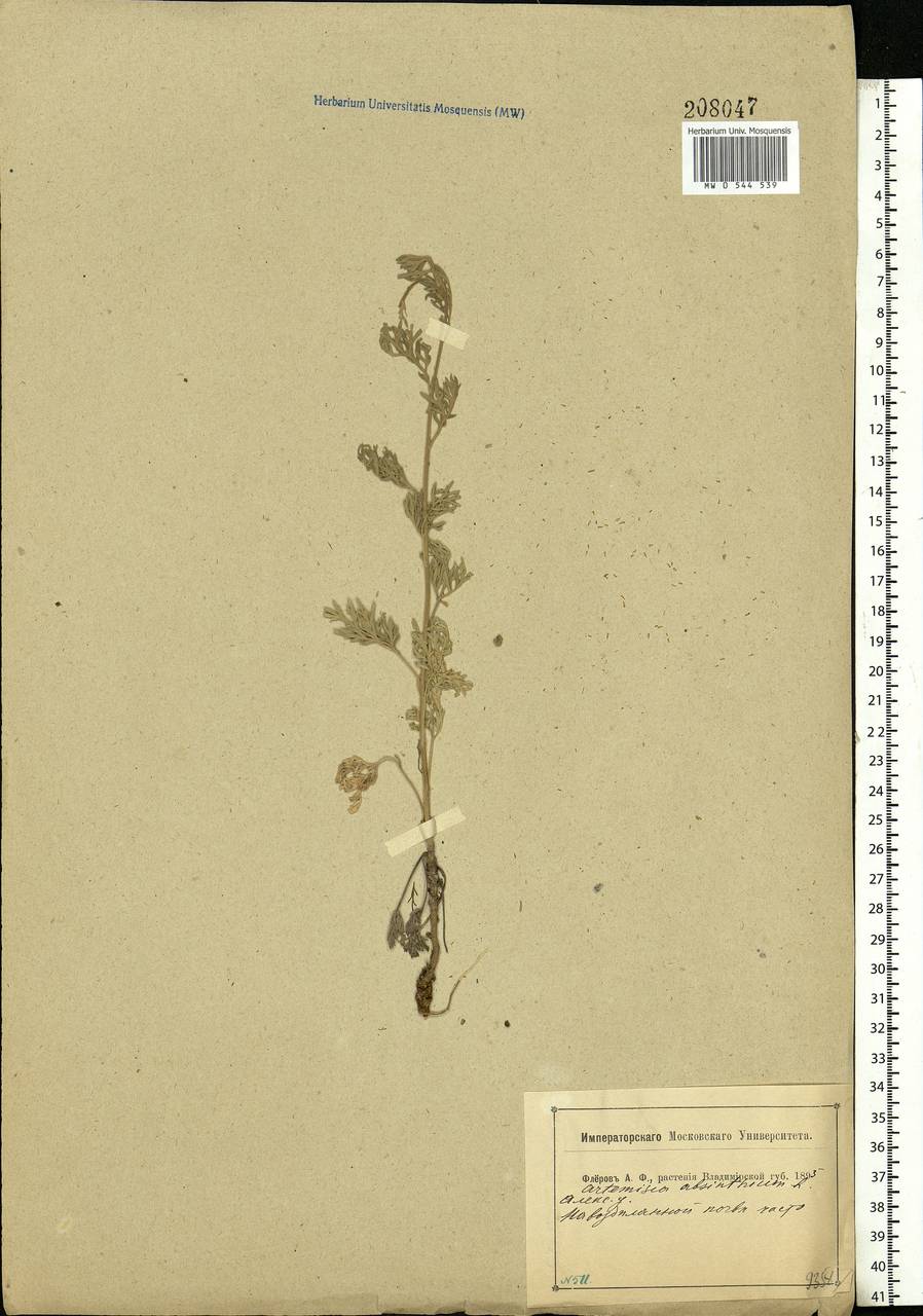 Artemisia absinthium L., Eastern Europe, Central region (E4) (Russia)