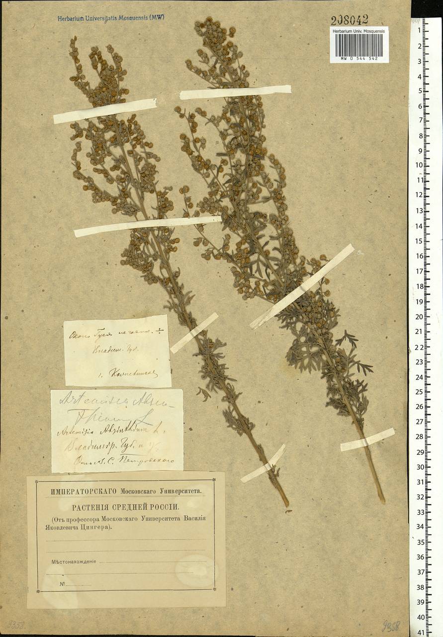 Artemisia absinthium L., Eastern Europe, Central region (E4) (Russia)