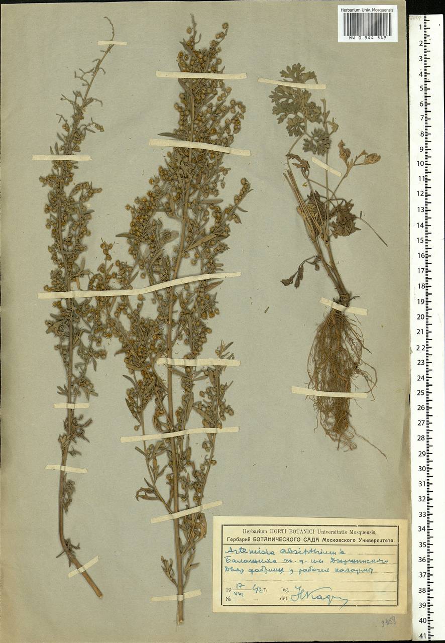 Artemisia absinthium L., Eastern Europe, Moscow region (E4a) (Russia)