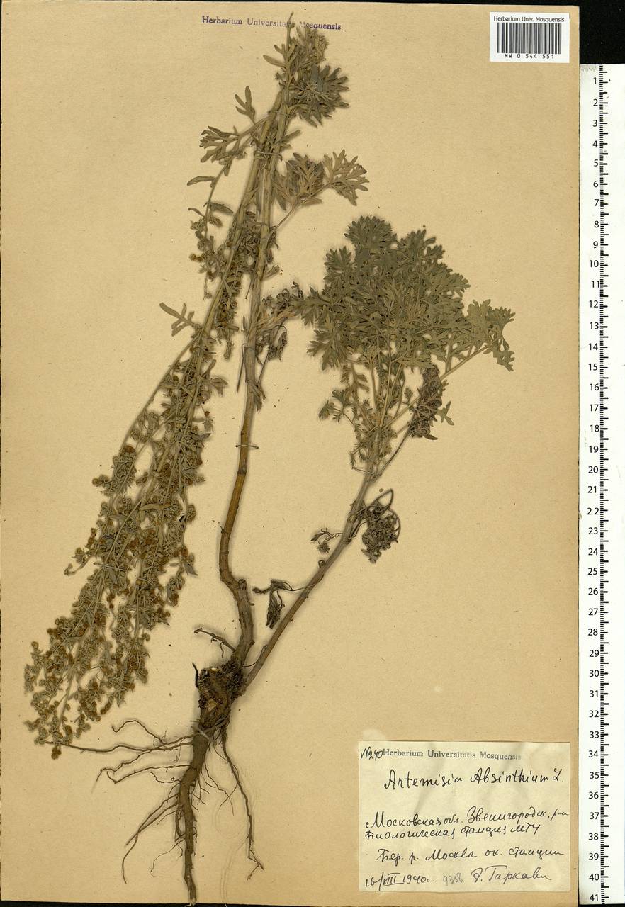 Artemisia absinthium L., Eastern Europe, Moscow region (E4a) (Russia)