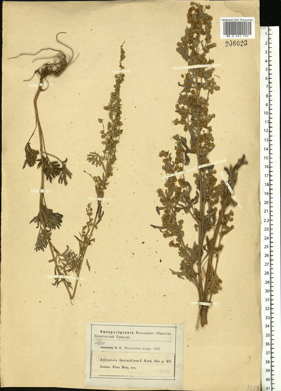 Artemisia absinthium L., Eastern Europe, Moscow region (E4a) (Russia)